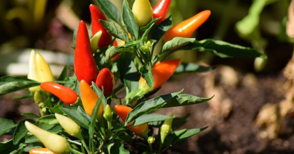Fresh red chili peppers