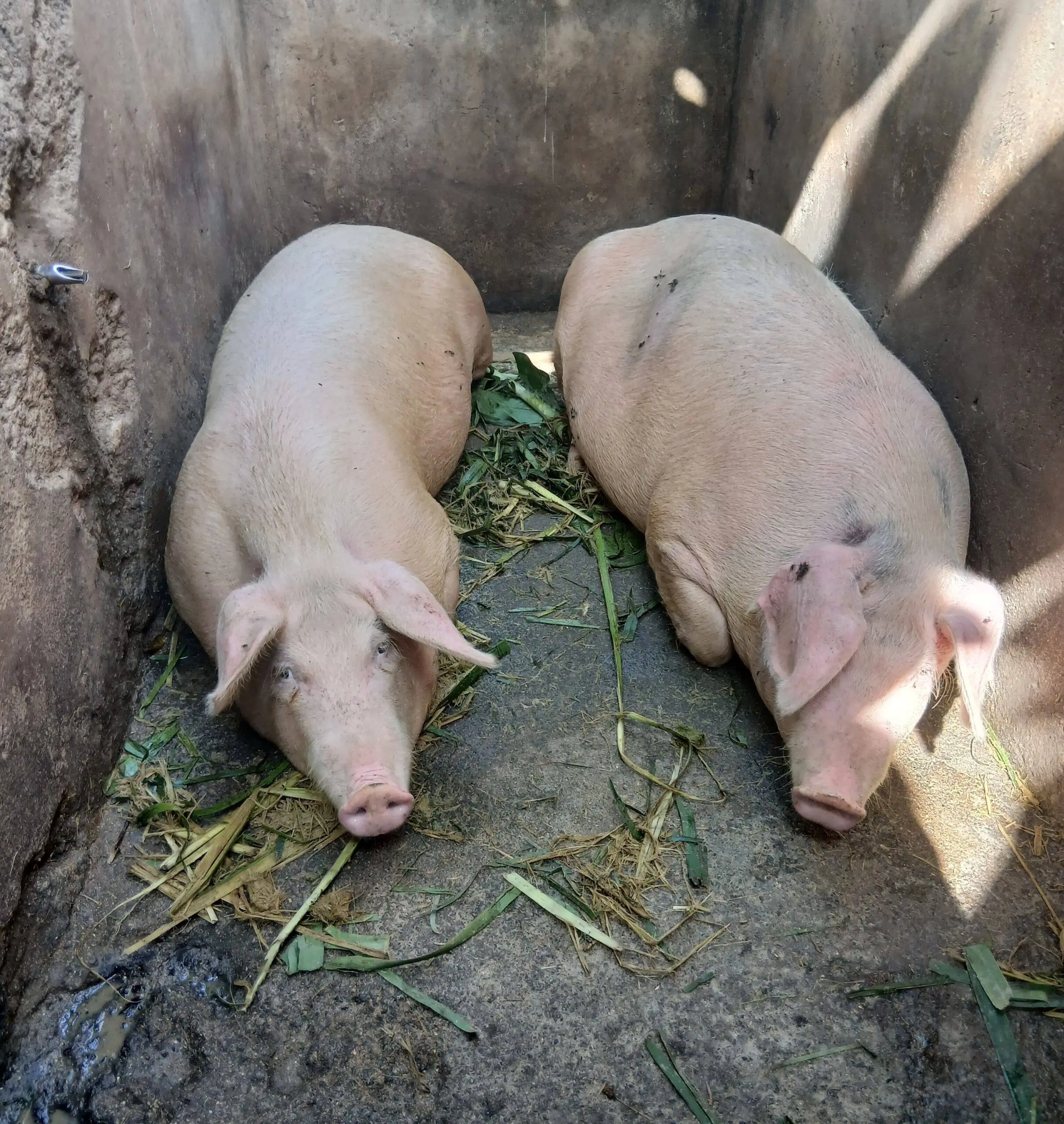 Pig-breeds-in-kenya-lima-marketplace