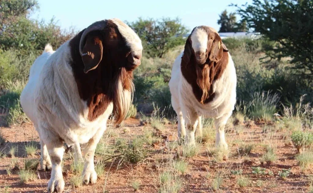 Goat Farming in Kenya | How to Start & Succeed
