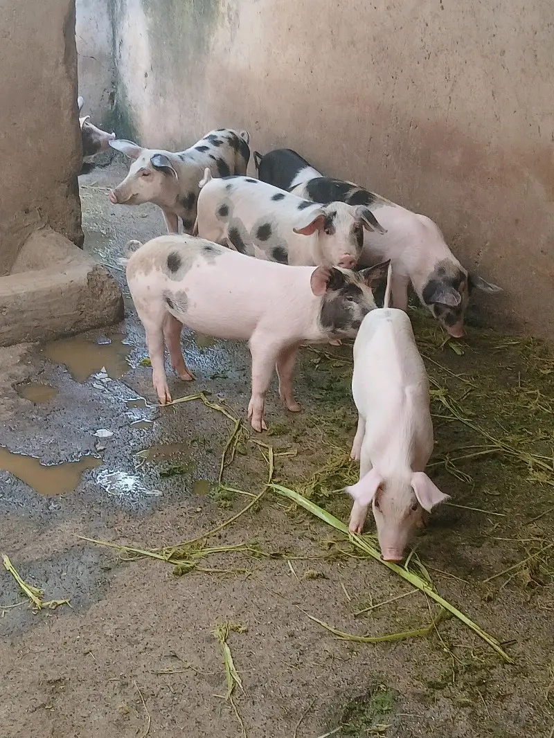 lima drone farmers market kenya