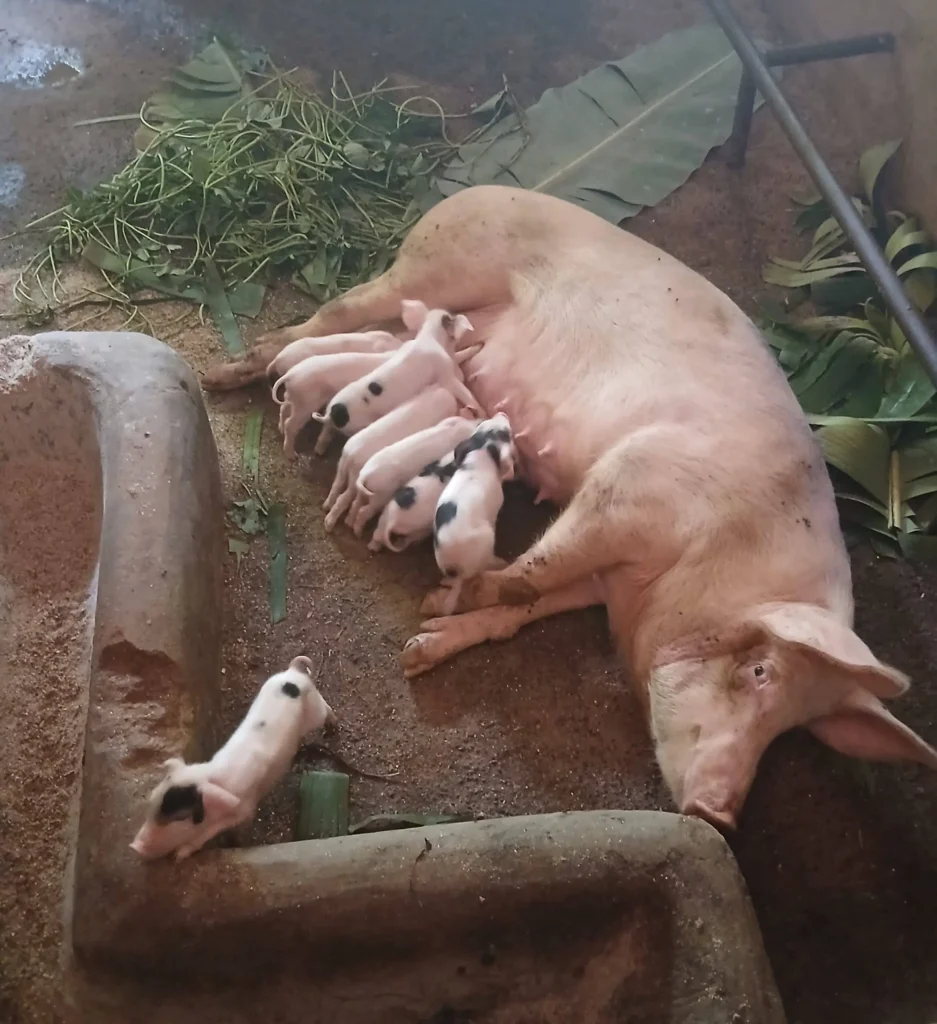 pig-farming-for-profits-in-kenya-lima-biggest-agricultural-app