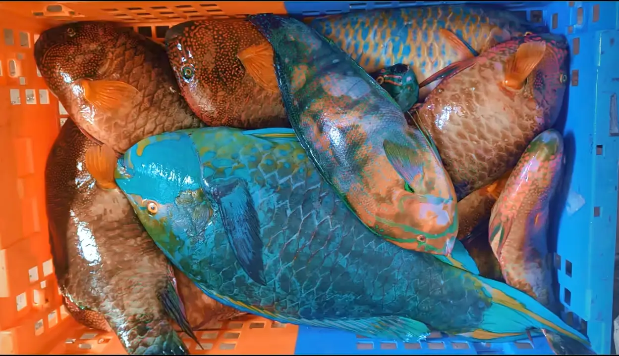 Indian Ocean fish in Kenya,Kenya seafood industry,Fish supply chain in Kenya