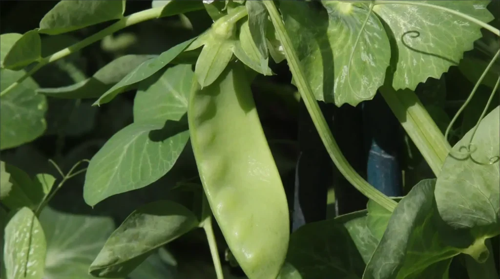Irrigated vegetable farm in Kenya growing fast maturing crops for quick income.