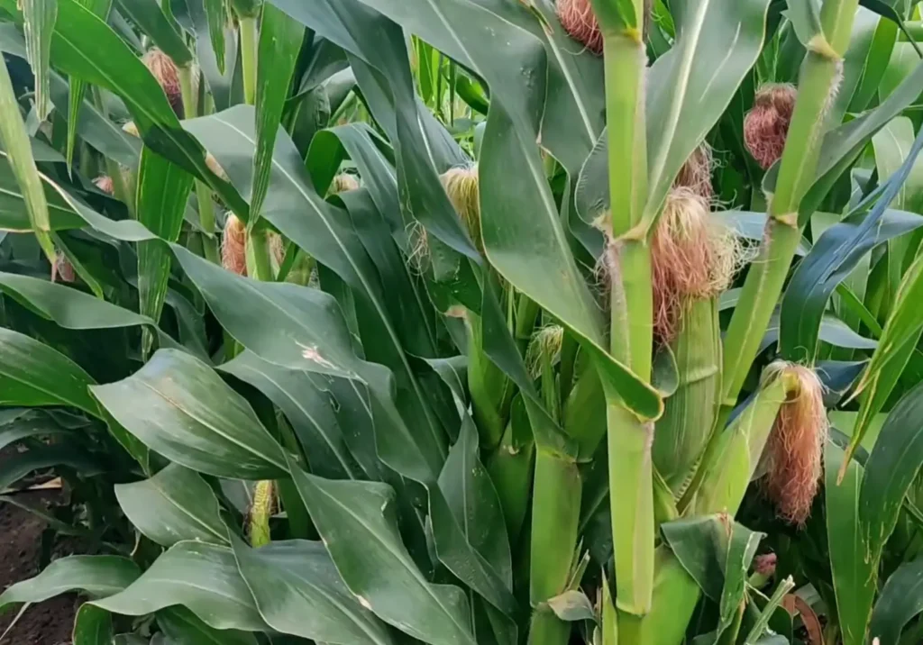 Short-term crops for profit in Kenya 2026 – fast maturing vegetables grown by smallholder farmers.