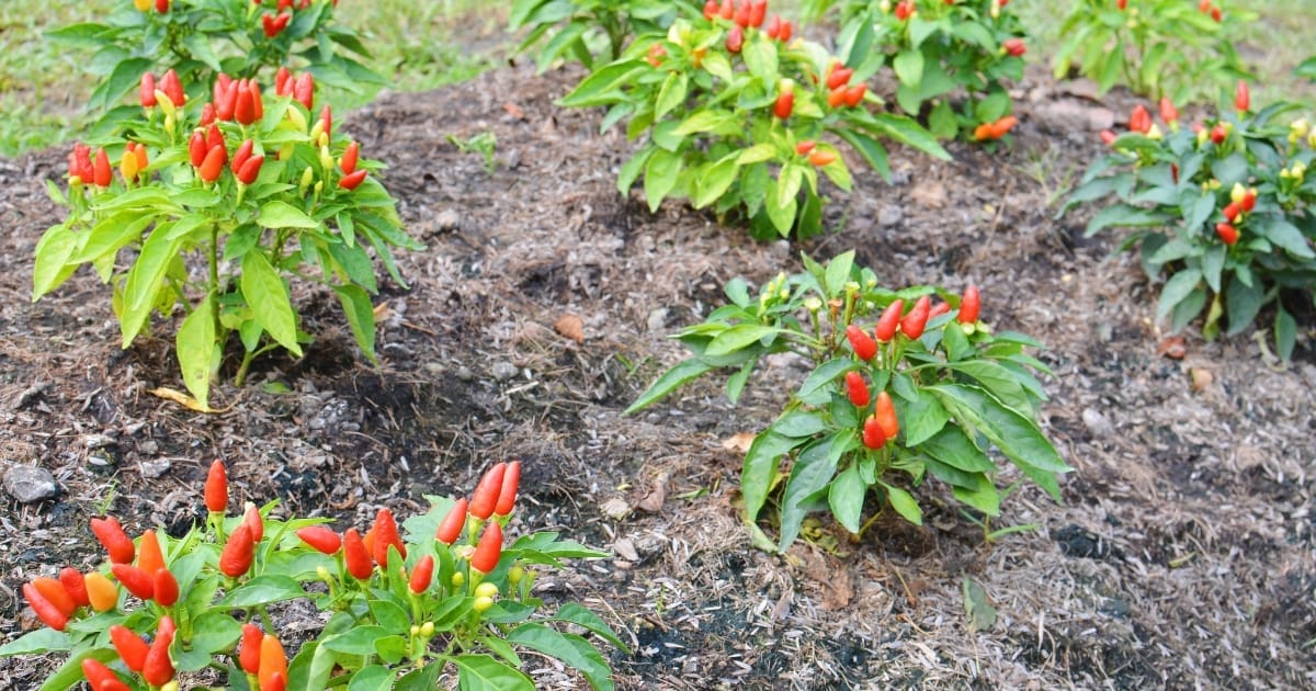 chili farming in kenya lima app