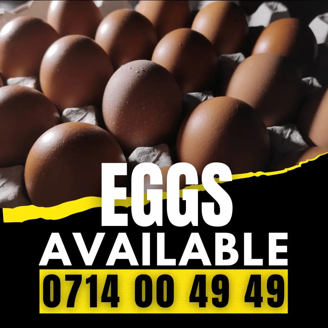 biggest farmers egg market in kenya
