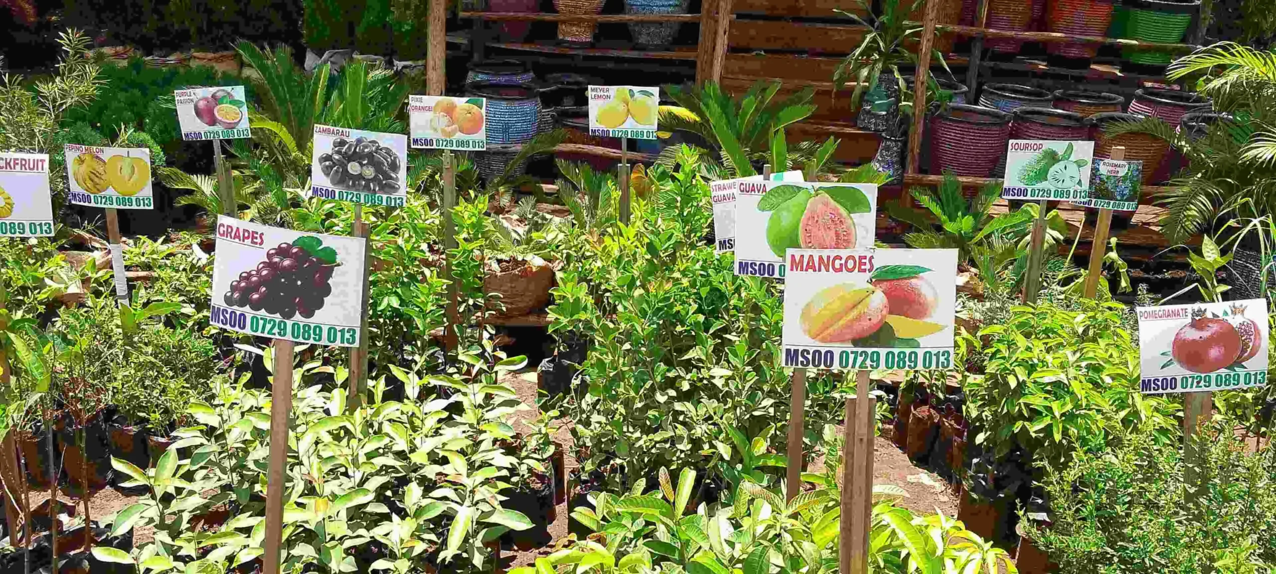 fruits-seedling-tree-seedling-in-kenya-scaled