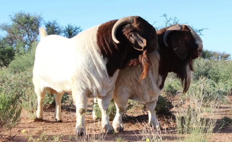 Goat Farming in Kenya | How to Start & Succeed