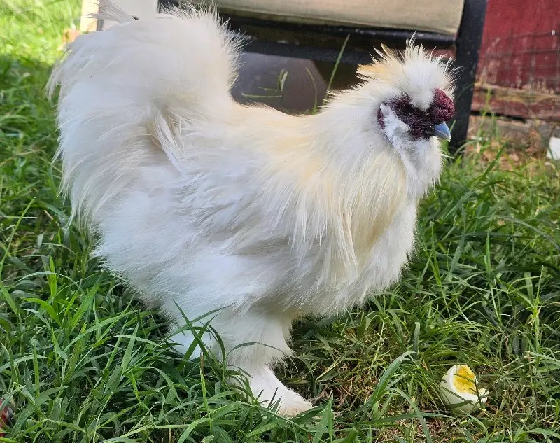 ornamental birds for sale in kenya