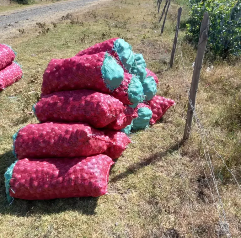 Best Markets to Sell Your Onions in Kenya,Best Onion Varieties for Kenyan Climate