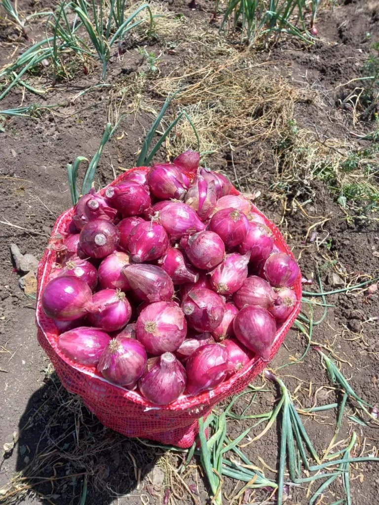 Why Onion Farming is Profitable in Kenya,How Much Does Onion Farming Cost in Kenya?