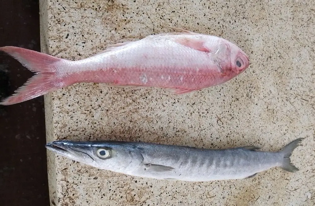 Fish cold storage problems in Kenya,Why seafood is expensive in Kenya,Challenges facing Kenya’s seafood industry,Fresh snapper and prawns at a fish market in Mombasa, Kenya showing Indian Ocean seafood supply