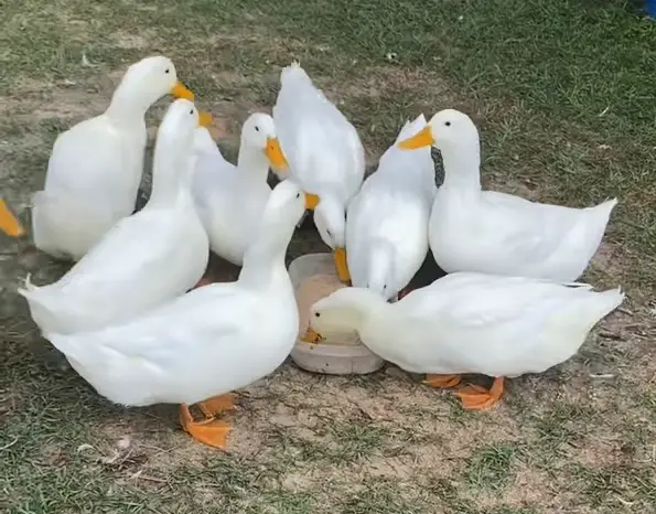 Pekin duck price in Kenya,Commercial duck farming kenya,Where to buy Pekin ducklings in Kenya,Fast growing ducks Kenya