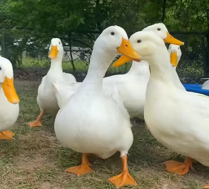 Pekin duck price in Kenya,Best duck breed for meat,Fast growing ducks Kenya