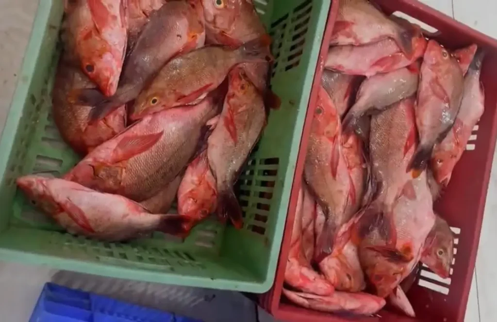 Fish market in Mombasa,Omena market in Kenya,Cost of seafood in Nairobi,Fish supply chain in Kenya,Kenya seafood industry