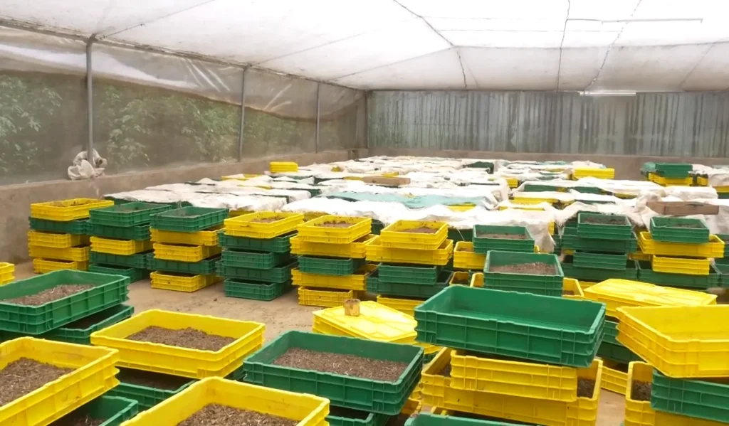 Modern vertical crate system for BSF farming in Kenya 2026 maximizing space for small scale agribusiness.