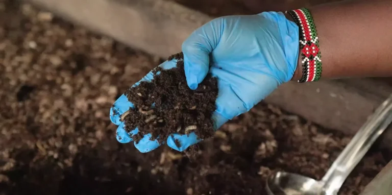 Kenyan poultry farmer holding harvested Black Soldier Fly larvae to reduce kienyeji chicken feed costs in Kiambu.