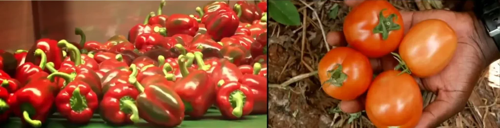 Greenhouse vegetable farming in Kenya producing fast-growing high-value crops.
