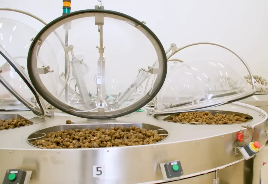 A Kenyan farmer performing cruelty-free snail slime extraction for the K-Beauty cosmetic export market, a key driver for snail farming in Kenya 2026.