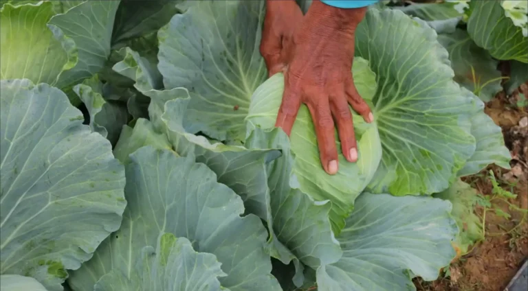 Most profitable crops per acre in Kenya