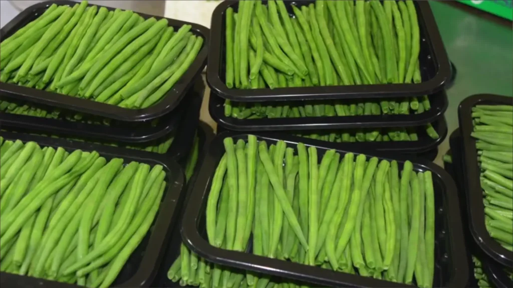 Farmer harvesting fast-maturing vegetables in Kenya – short-term crops for profit in Kenya 2026.