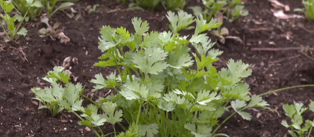 Coriander (dhania) farming in Kenya – a profitable short-term crop for smallholder farmers.