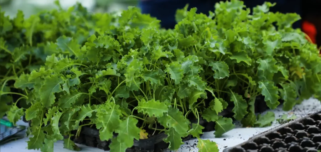 Lettuce production in Kenya for restaurants and urban markets.