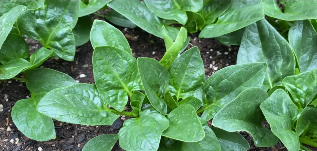 Fresh sukuma wiki growing in a Kenyan farm – one of the fastest maturing crops for profit.