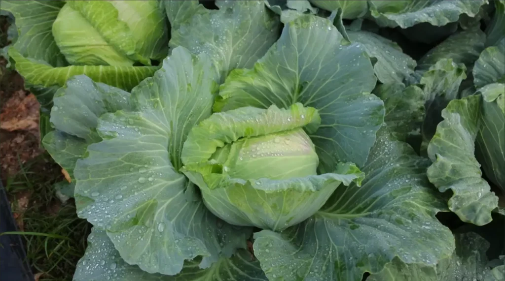 Kenyan farmer harvesting vegetables from a small farm for local market sale.
