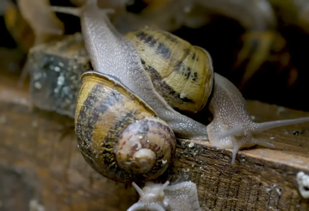 Low-cost vertical snail pens and wooden crates in a backyard heliculture setup, demonstrating space-efficient profitable farming in Kenya.