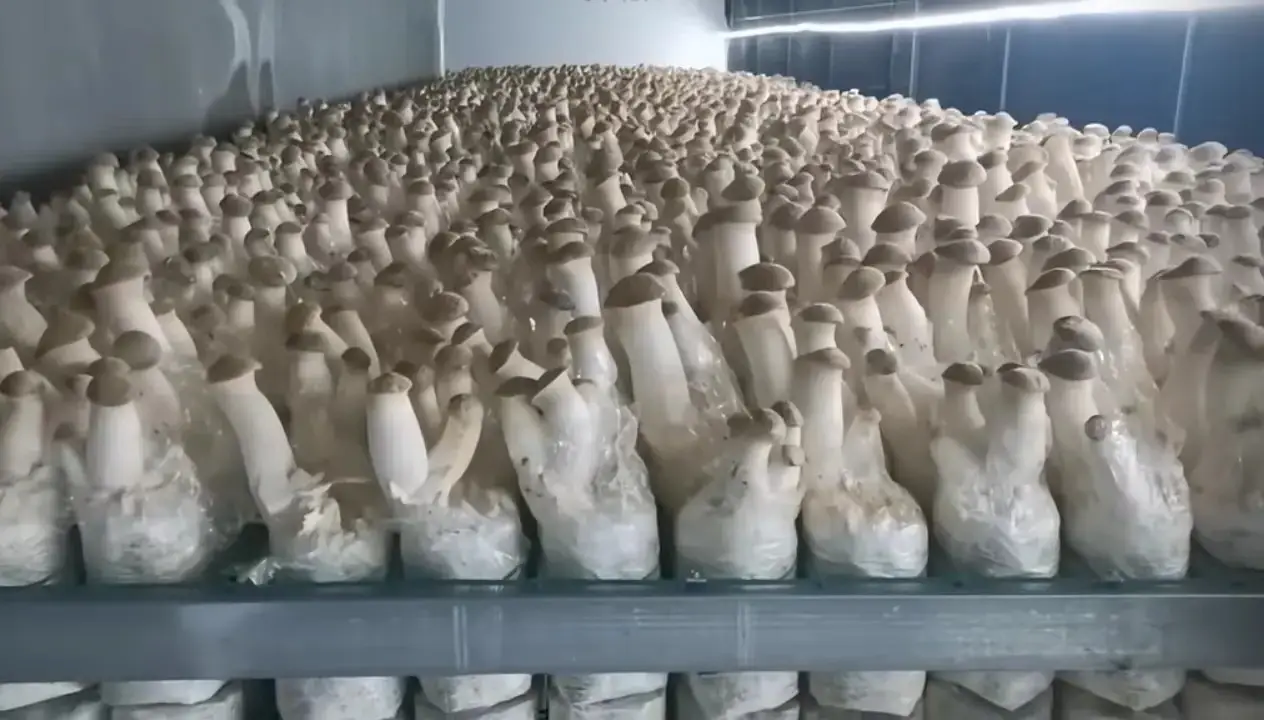 Oyster mushroom farming in Kenya grow room with ready harvest bags