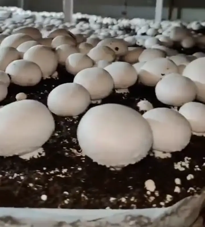 Small scale mushroom farming business in Kenya grow house,Mushroom farming in Kenya,Small scale mushroom farming Kenya