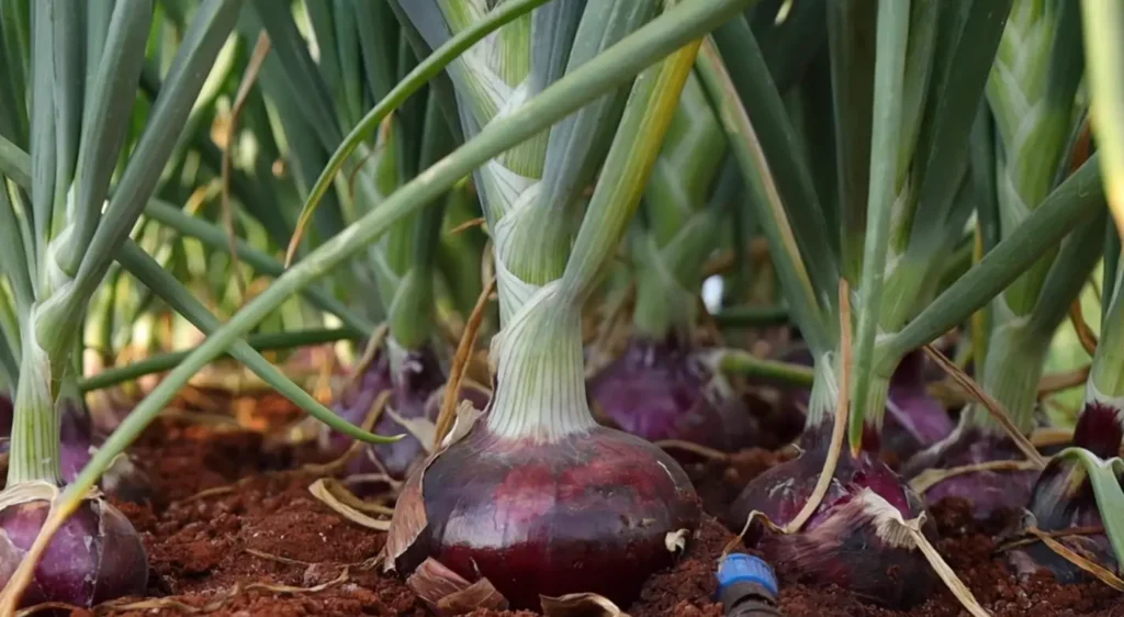 Fresh vegetables from short-term crops being sold in an East African market.