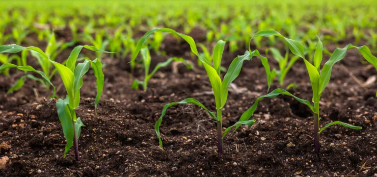 Organic farming field with diverse crops and healthy soil