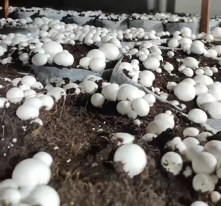 Commercial mushroom farming setup in Kenya with 100 bag production,Fresh oyster mushrooms ready for market in Nairobi Kenya
