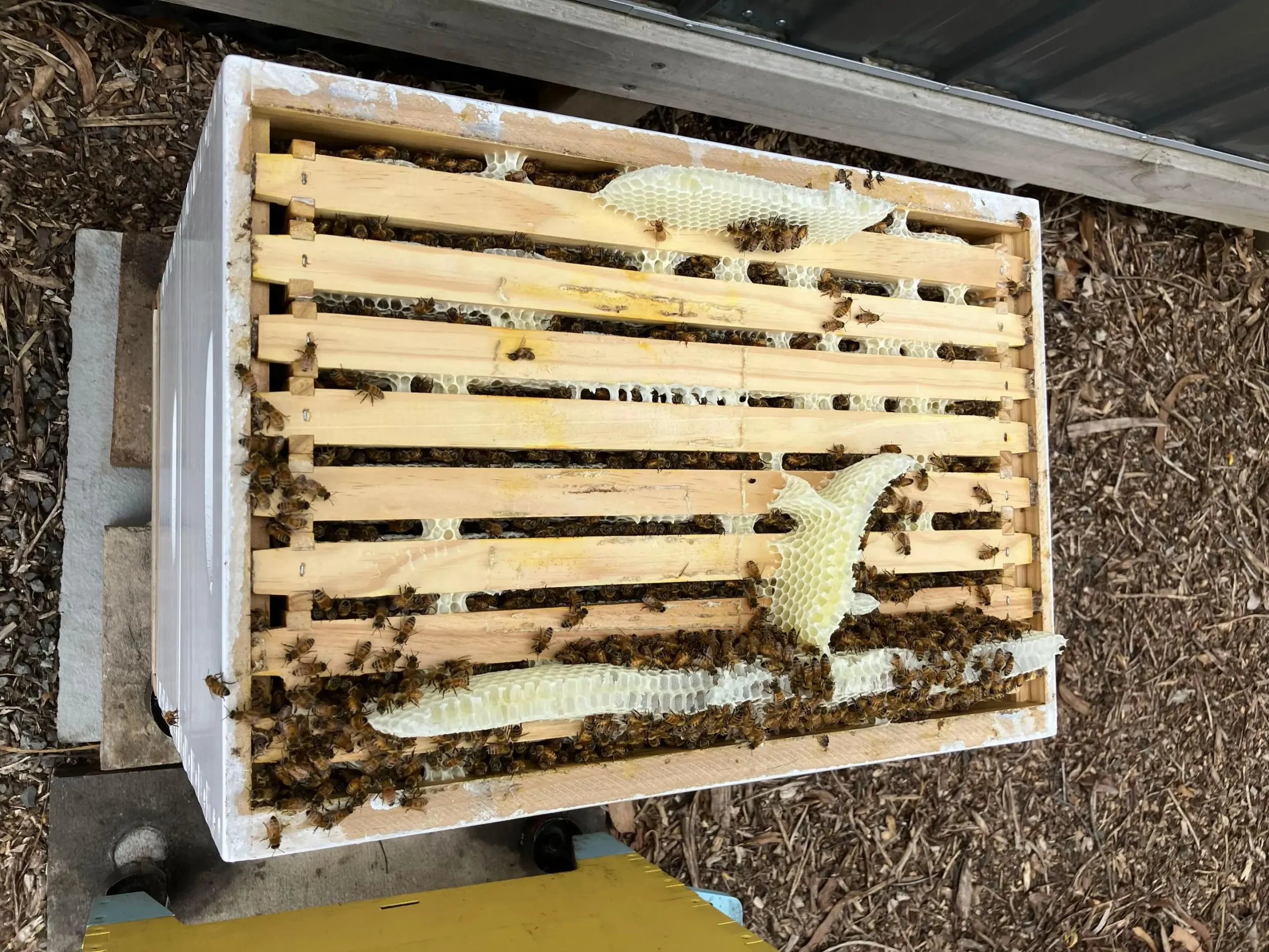 Honey bees producing organic honey in a beehive used for honey and bee venom production in East Africa.