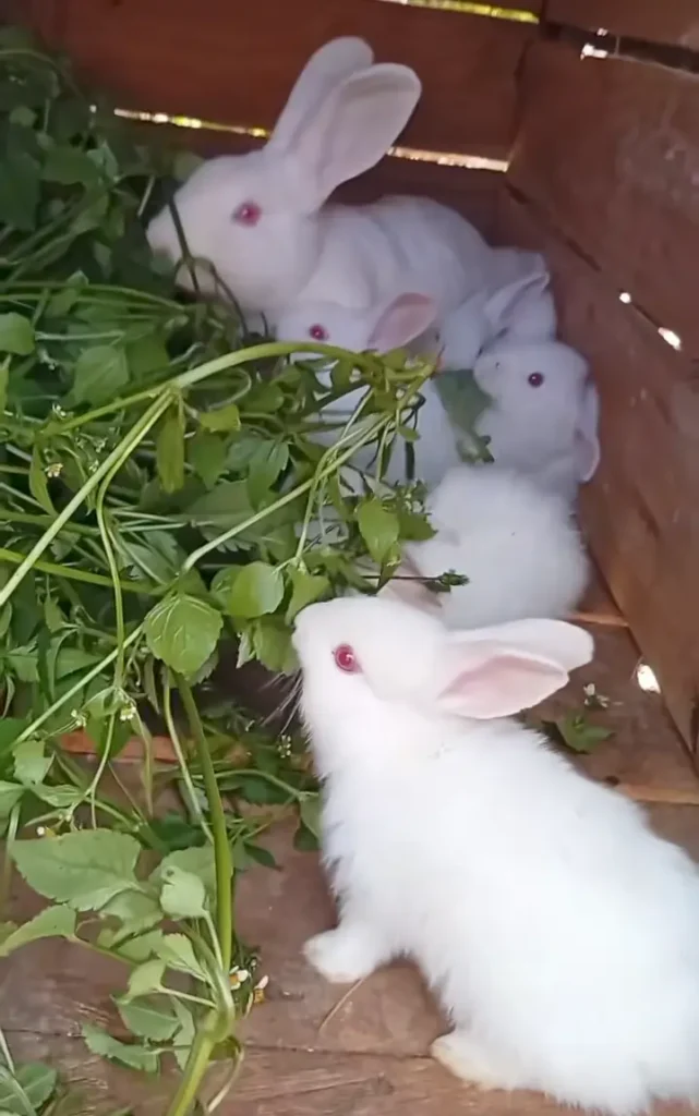 Key statistics comparing rabbit farming productivity to conventional livestock