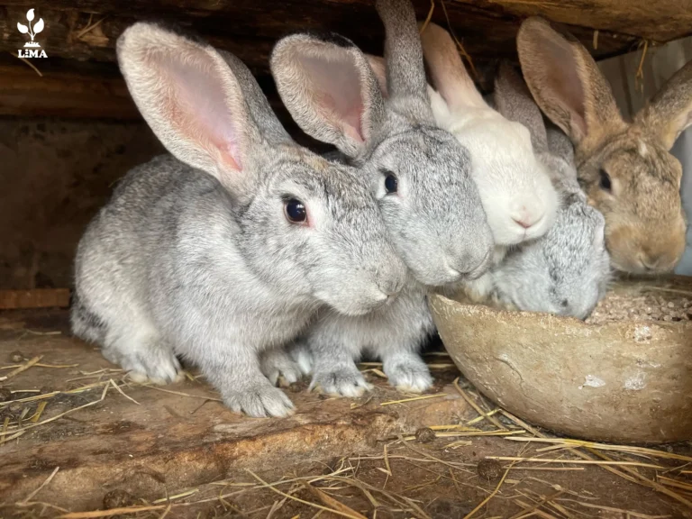 Healthy rabbit in a cage at a small-scale rabbit farm in Kenya