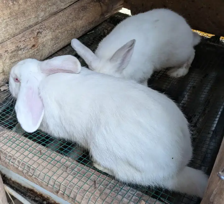 Cooked rabbit meat dish showing the growing demand for rabbit meat